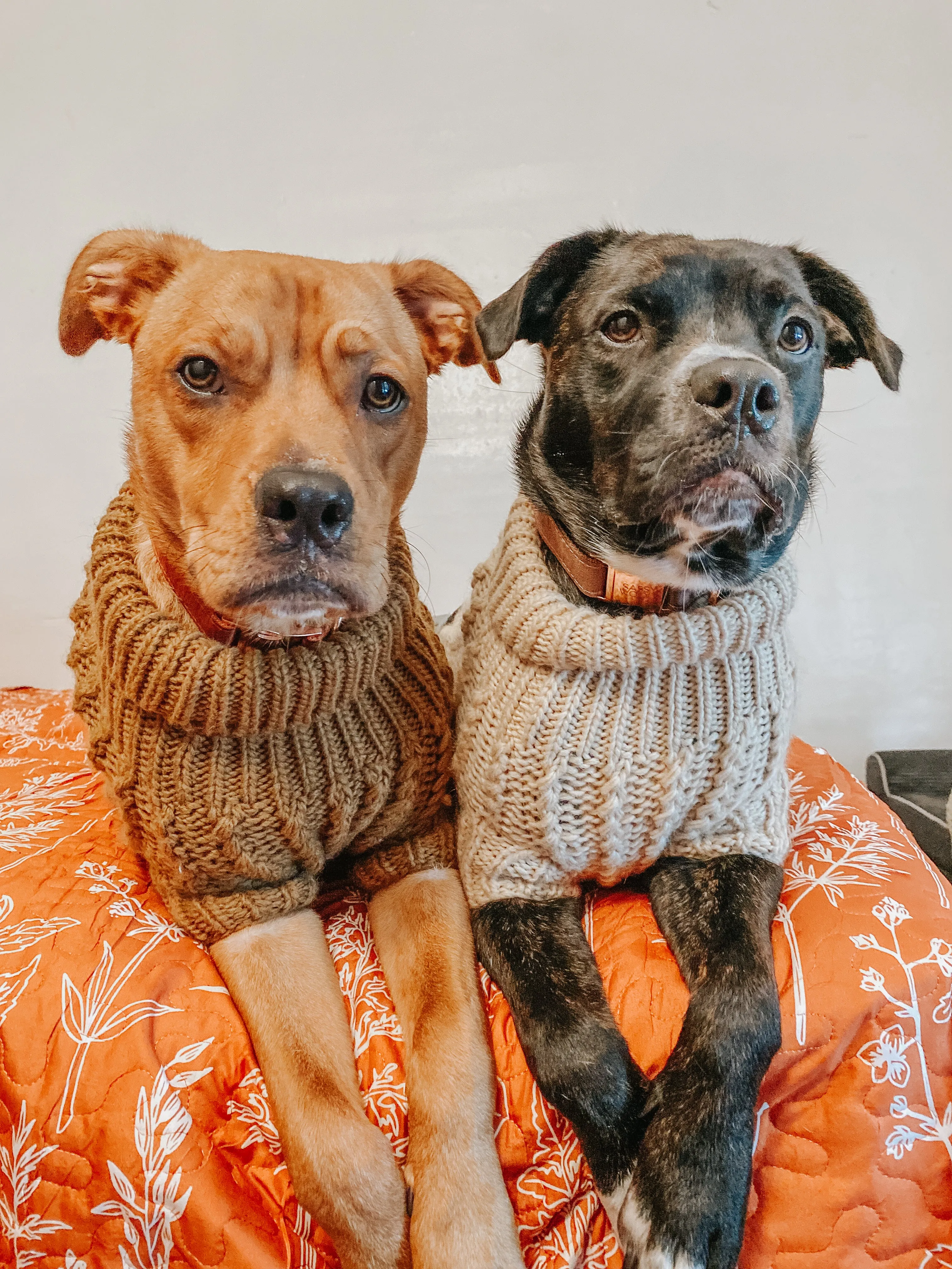 Dog Cable Knit Sweater - Beige