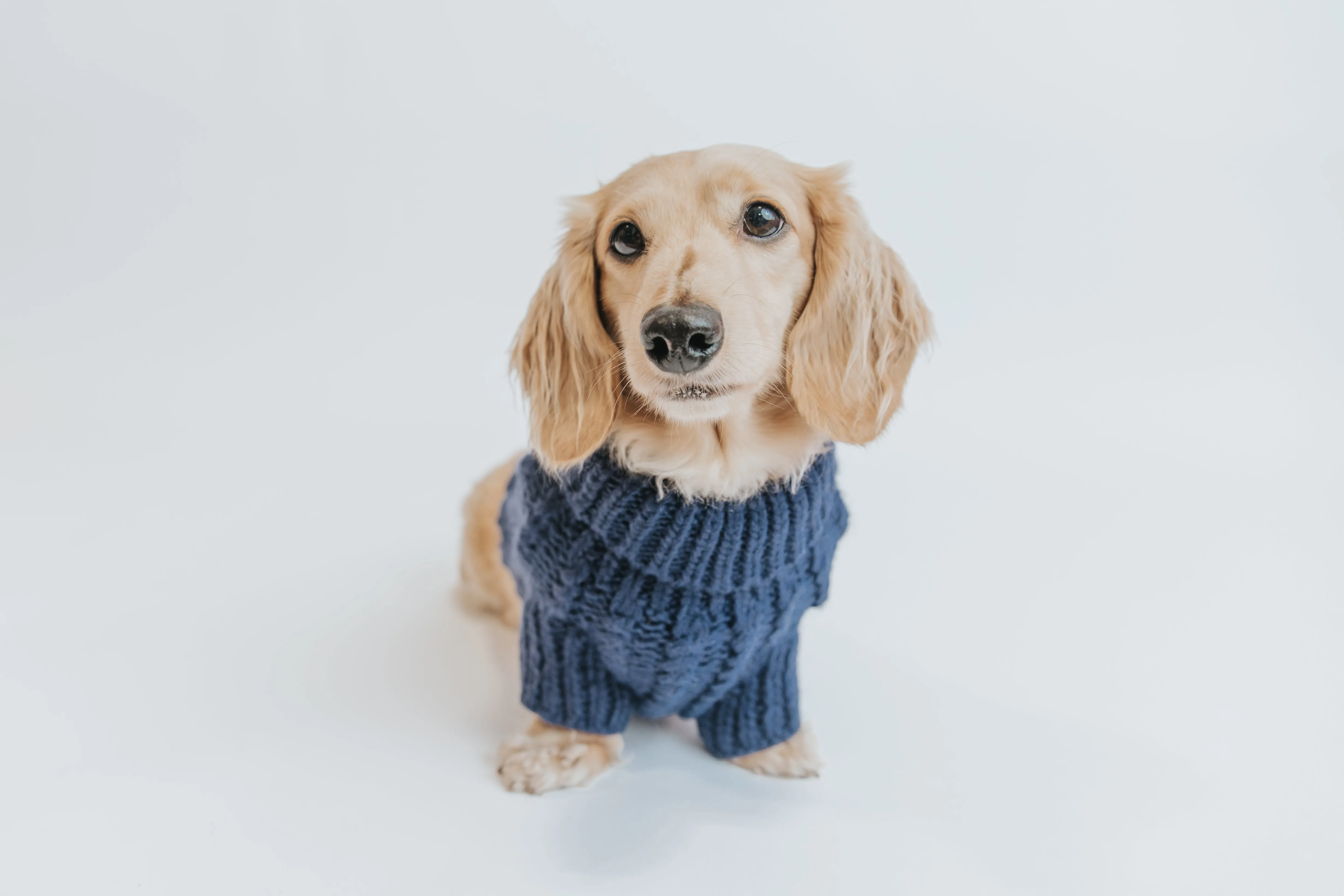 Dog Cable Knit Sweater - Navy