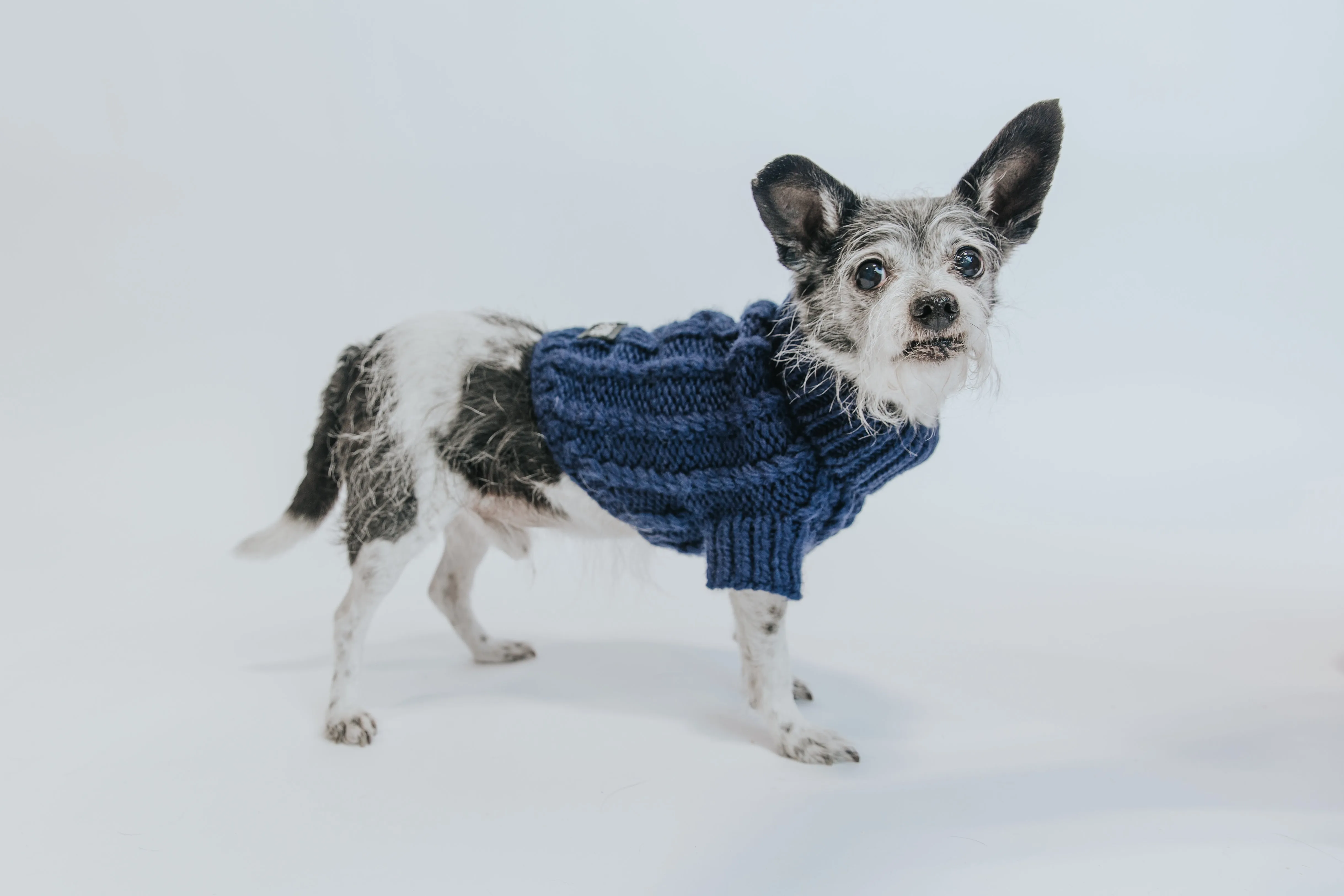 Dog Cable Knit Sweater - Navy