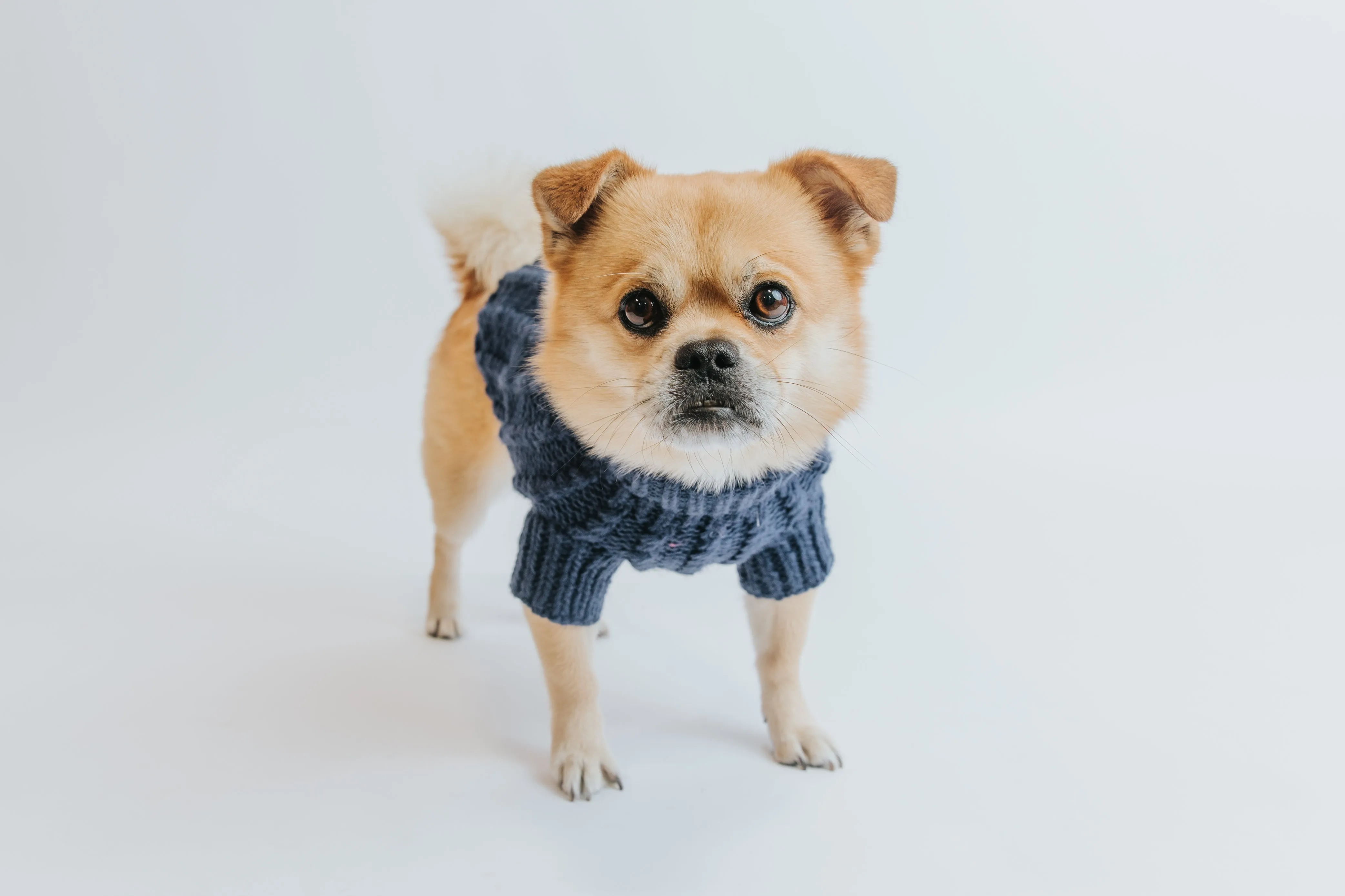 Dog Cable Knit Sweater - Navy