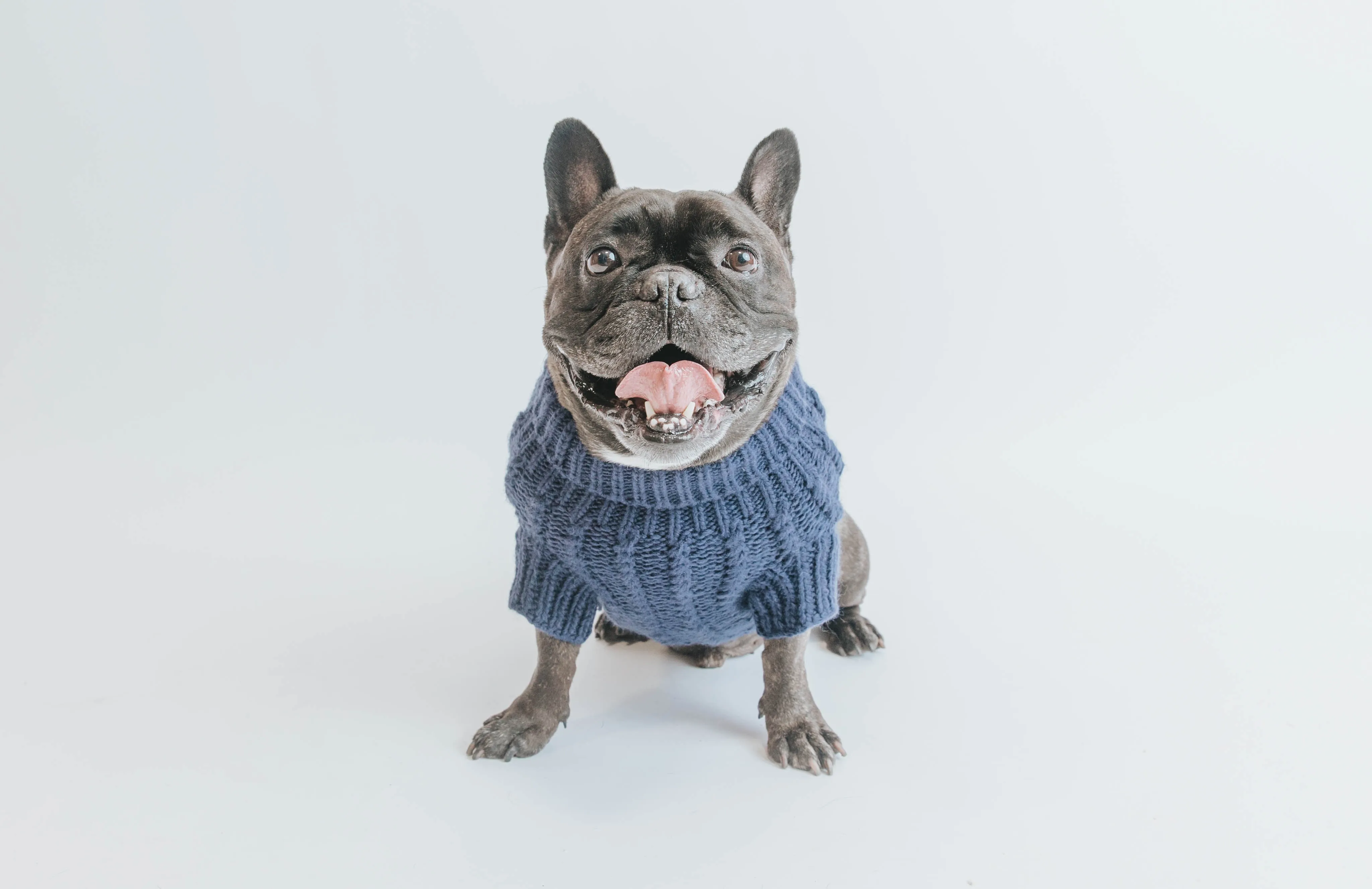 Dog Cable Knit Sweater - Navy